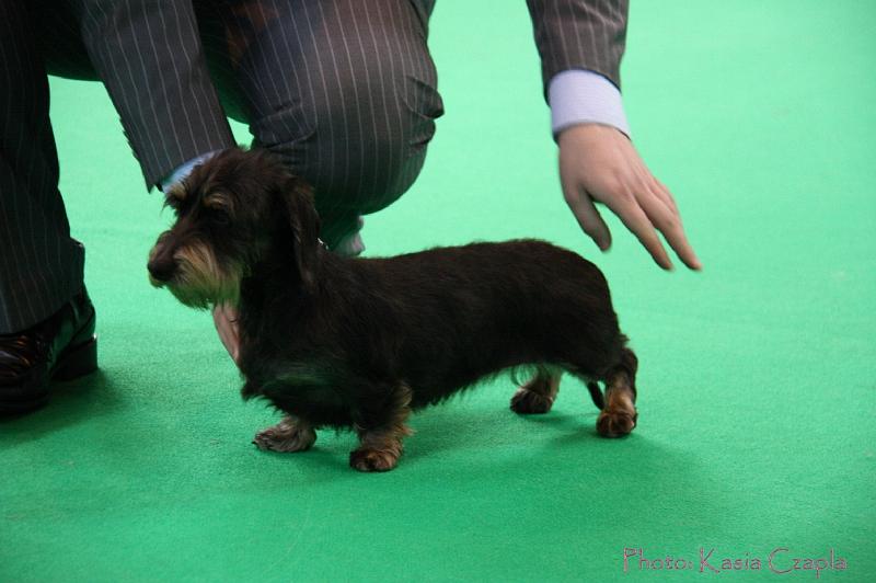 Crufts2011_2 1088.jpg